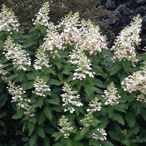 Гортензия метельчатая Тардива изображение 1 артикул 4057