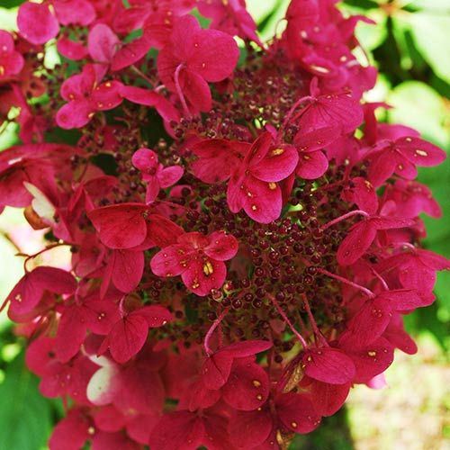 Гортензия метельчатая Вимс Ред изображение 1 артикул 01062