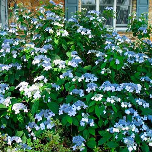 Гортензия пильчатая Блюберд изображение 1 артикул 1568