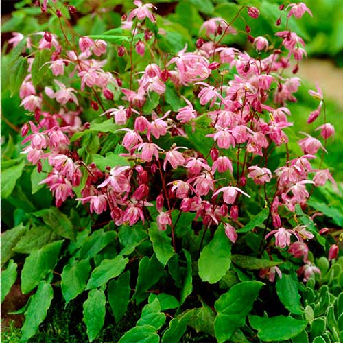 Горянка пышная Розеум изображение 1 артикул 01337