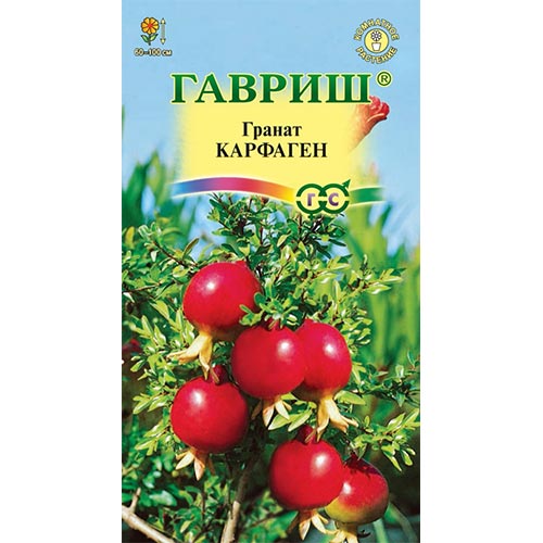 Гранат карликовый Карфаген Гавриш изображение 1 артикул 91617