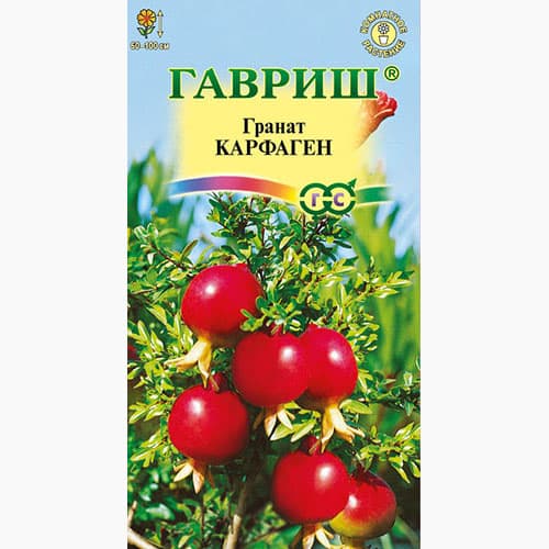 Гранат карликовый Карфаген Гавриш изображение 1 артикул 97678