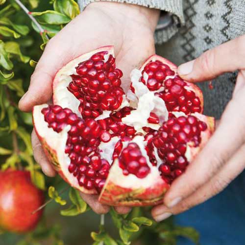 Гранат Таврийский изображение 1 артикул 4176