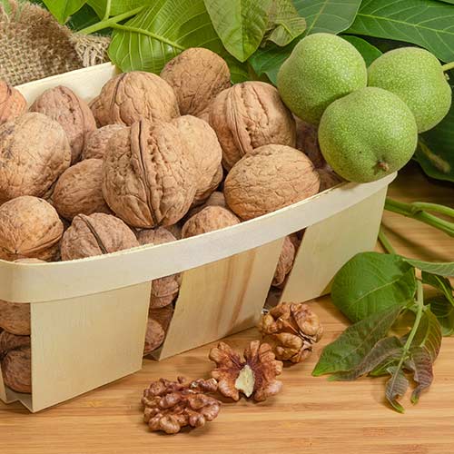 Орех грецкий Великан артикул фото 1 Орех грецкий Великан изображение 1 артикул 7432