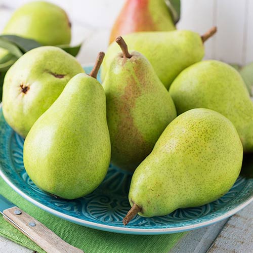 Груша Адмирал Жерве изображение 1 артикул 4191