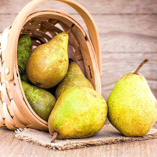 Груша Амфора изображение 1 артикул 4180