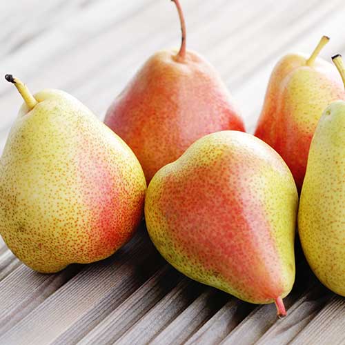 Груша Августина изображение 1 артикул 4190