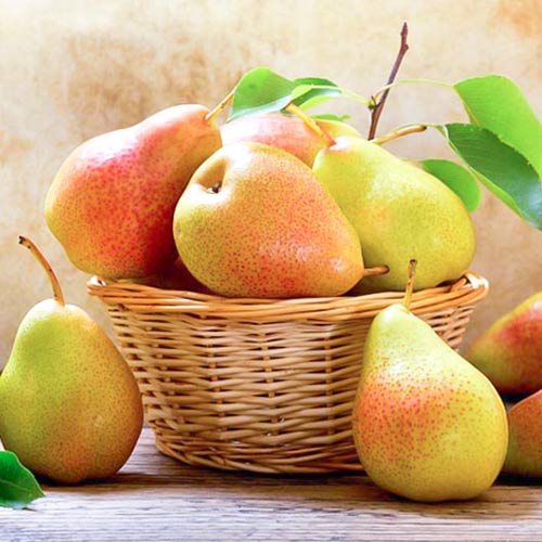 Груша Десертная изображение 1 артикул 4182