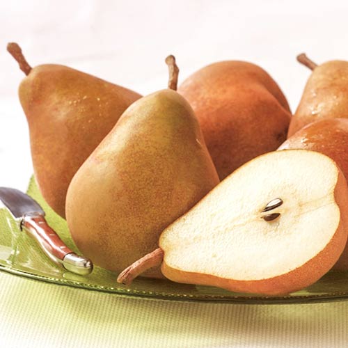 Груша Дюймовочка артикул фото 1 Груша Дюймовочка изображение 1 артикул 7929