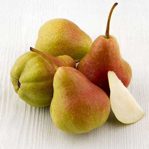 Груша Изюминка Крыма изображение 1 артикул 4184