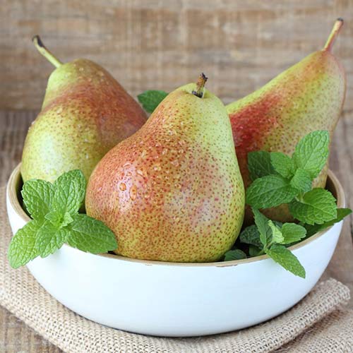 Груша Кафедральная изображение 1 артикул 4194