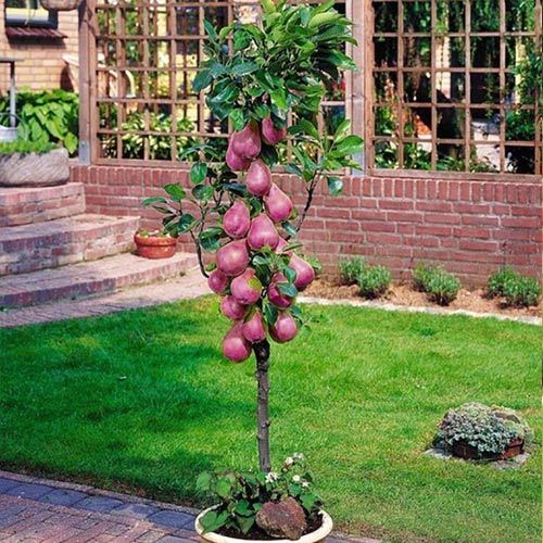 Груша колоновидная Кармен артикул фото 1 Груша колоновидная Кармен изображение 1 артикул 1908