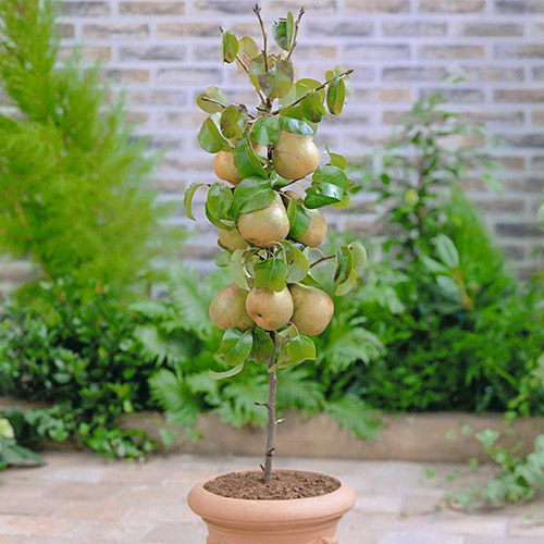 Груша колоновидная Найт Верт изображение 1 артикул 6984