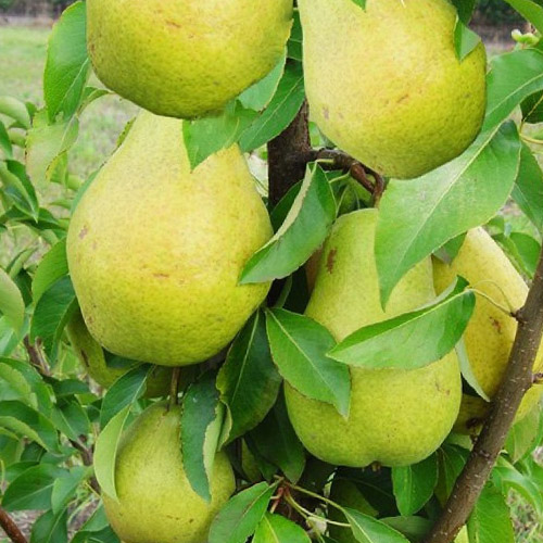 Груша колоновидная Санреми изображение 1 артикул 6986