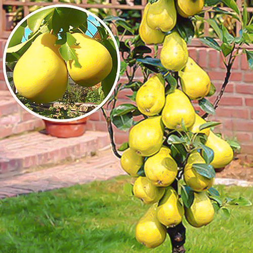 Груша колоновидная Сапфира изображение 1 артикул 1941