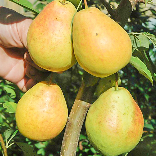 Груша колоновидная Сладкая красавица изображение 1 артикул 6985
