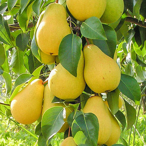 Груша колоновидная Суперкарликовая изображение 1 артикул 6987