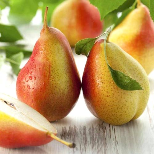 Груша Мраморная изображение 1 артикул 4187