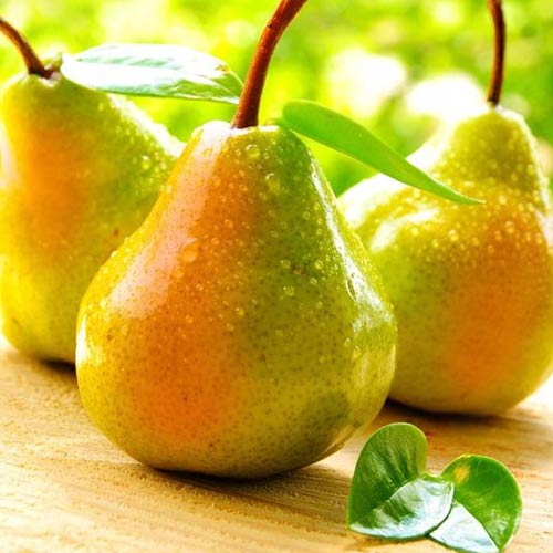 Груша Осенняя сладкая изображение 1 артикул 7422