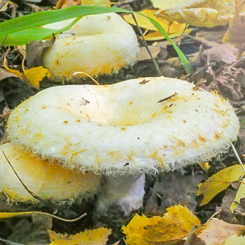 Груздь настоящий изображение 1 артикул 9772