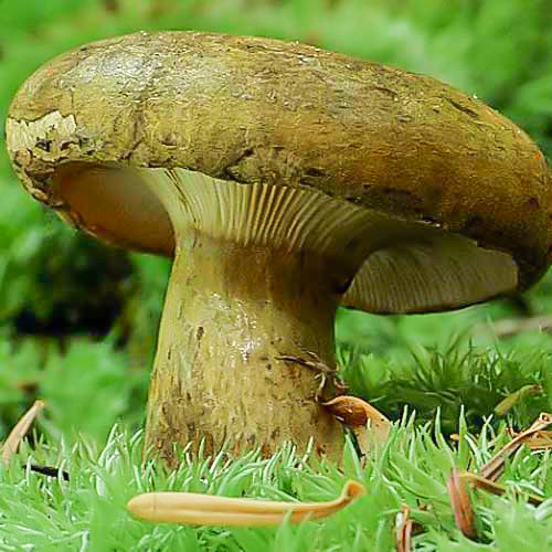 Груздь чёрный изображение 2 артикул 9775