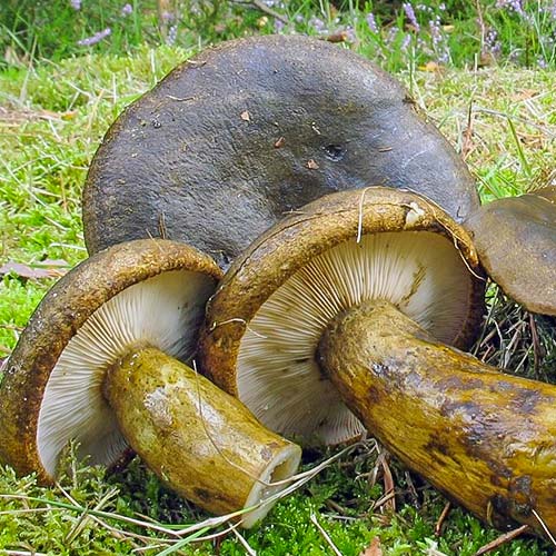 Груздь чёрный изображение 3 артикул 9775