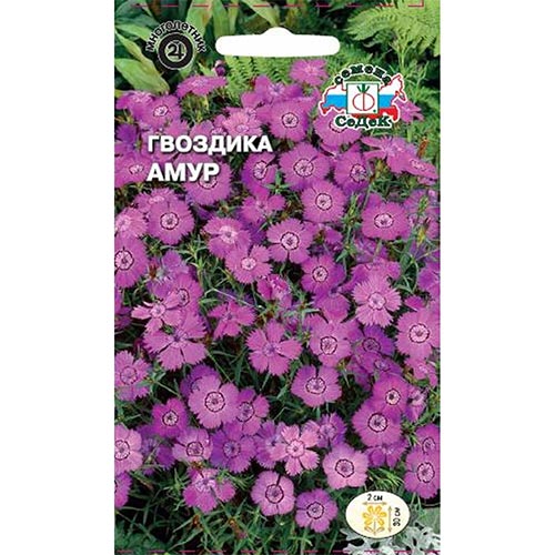 Гвоздика амурская Амур Седек изображение 1 артикул 93722