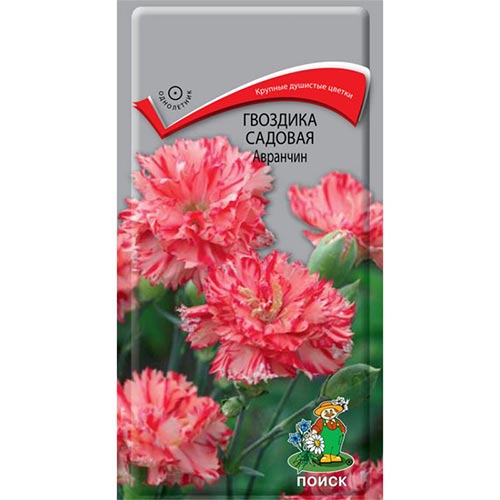 Гвоздика Авранчин Поиск изображение 1 артикул 92936