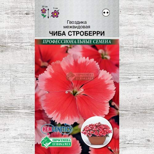 Гвоздика Чиба Строберри изображение 1 артикул 83453