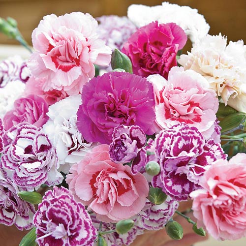 Гвоздика голландская Империалис, смесь окрасок артикул фото 1 Гвоздика голландская Империалис, смесь окрасок изображение 1 артикул 9811_1