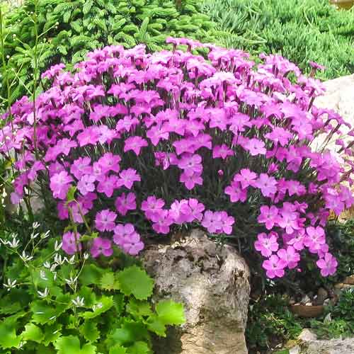 Гвоздика гренобльская изображение 1 артикул 68859