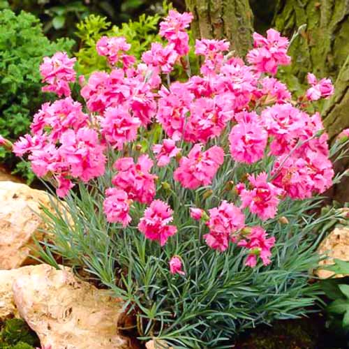 Гвоздика перистая Мегги изображение 1 артикул 68639