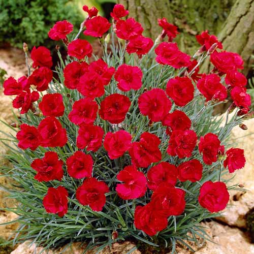 Гвоздика Рубин изображение 1 артикул 68642