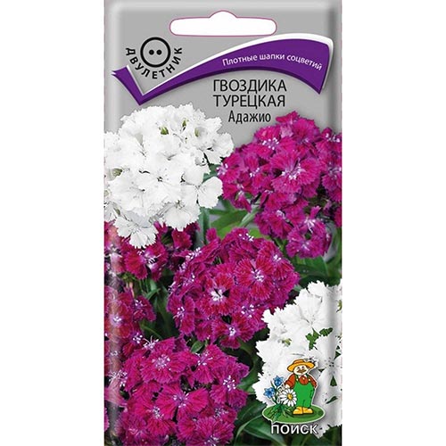 Гвоздика турецкая Адажио, смесь окрасок Поиск изображение 1 артикул 92938