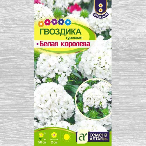 Гвоздика турецкая Белая Королева артикул фото 1 Гвоздика турецкая Белая Королева изображение 1 артикул 78191