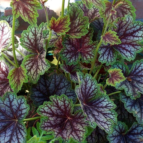 Гейхера Бьюти Колор изображение 2 артикул 7221