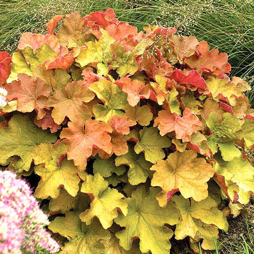 Гейхера Биг Топ Бронз изображение 1 артикул 7222