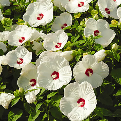 Гибискус Олд Елла изображение 1 артикул 7227