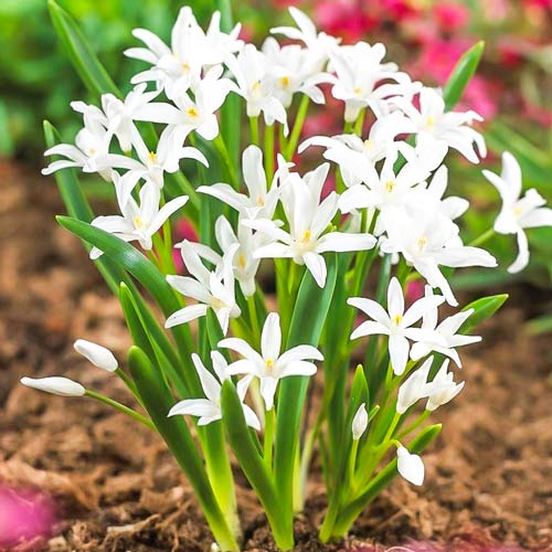 Хионодокса Альба артикул фото 1 Хионодокса Альба изображение 1 артикул 67319