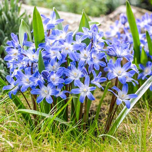 Хионодокса Форбса изображение 1 артикул 67890