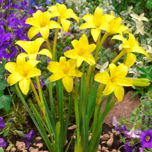 Хлидантус душистый артикул фото 1 Хлидантус душистый изображение 1 артикул 76200