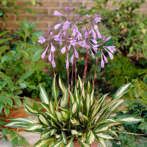 Хоста Черри Берри изображение 1 артикул 76103