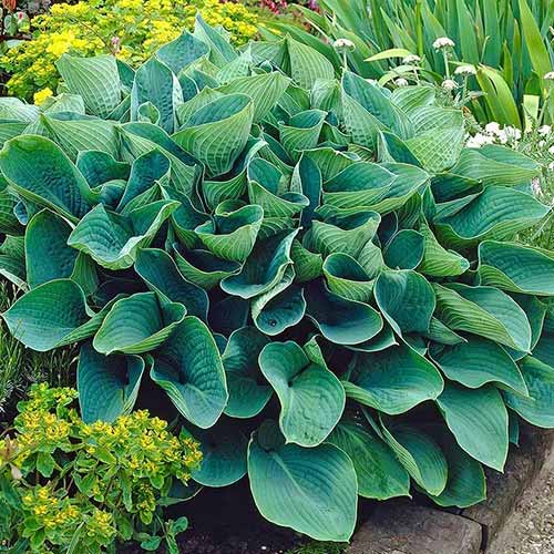 Хоста Элеганс изображение 1 артикул 76102