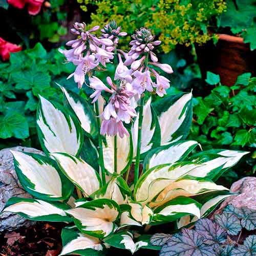 Хоста Файер энд Айс артикул фото 1 Хоста Файер энд Айс изображение 1 артикул 76276