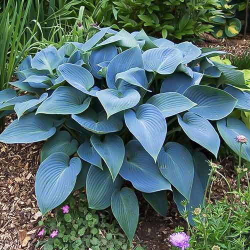 Хоста гибридная Хедспен Блу изображение 1 артикул 68874