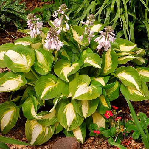 Хоста Саммер Мьюзик изображение 1 артикул 76278