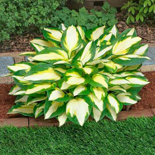 Хоста Колор Фестиваль изображение 1 артикул 76275