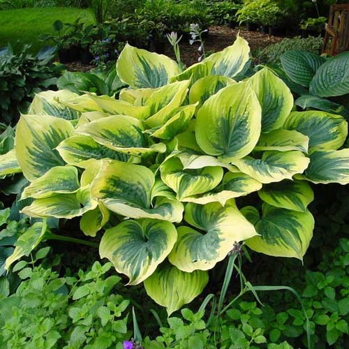 Хоста Медиовариегата изображение 1 артикул 2978