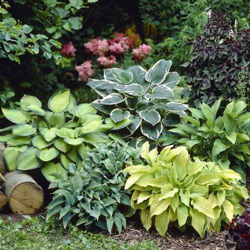Хоста, микс артикул фото 1 Хоста, микс изображение 1 артикул 76460
