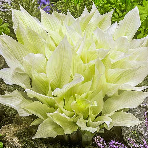 Хоста Вайт Фезер изображение 1 артикул 76619